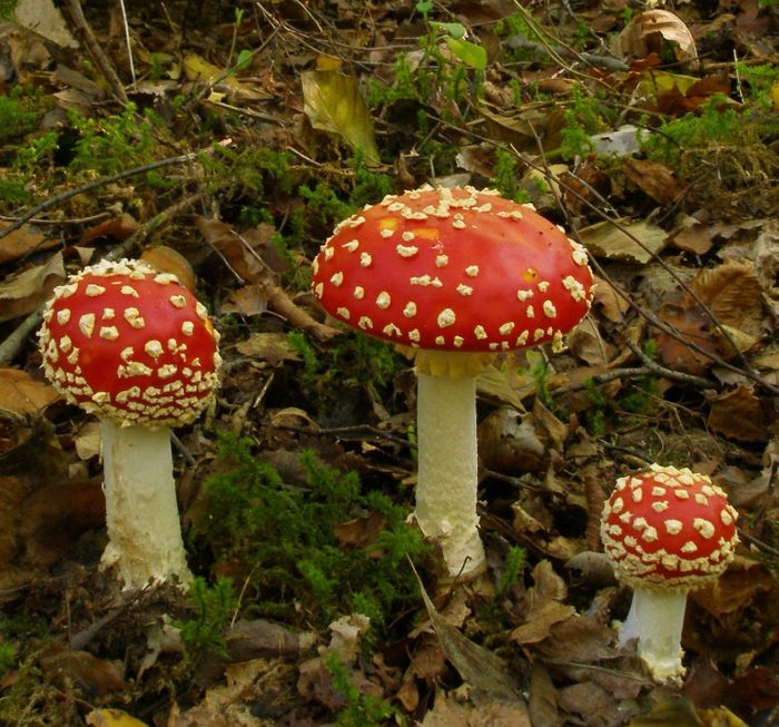 Les champignons et la forêt de Fontainebleau en automne