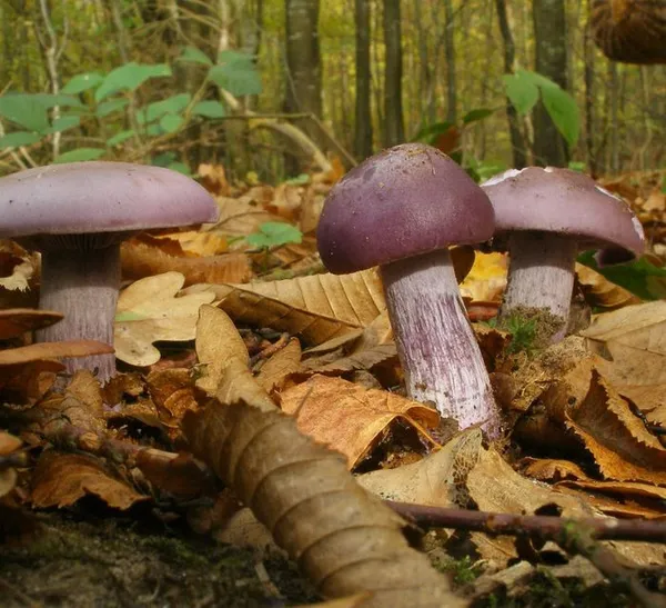 Paysages d’automne et champignons