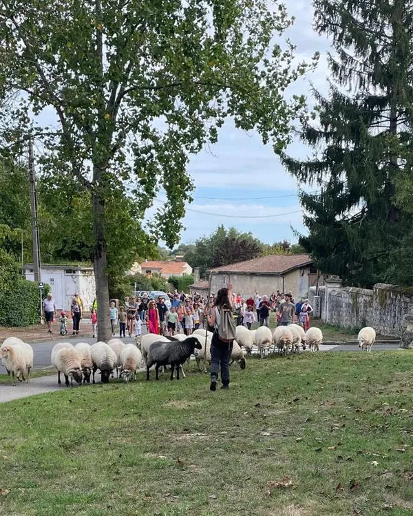 Transhumance des brebis du parc des Coteaux à Cenon
