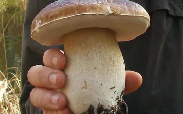 Sorties champignons en Île-de-France