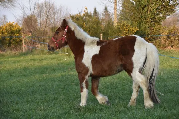 Stage - Equitation (double poney)
