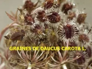 Les ombellifères et autres curiosités florales d’automne