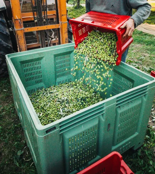 Patrimoine naturel et agricole : découverte de l'Oliveraie