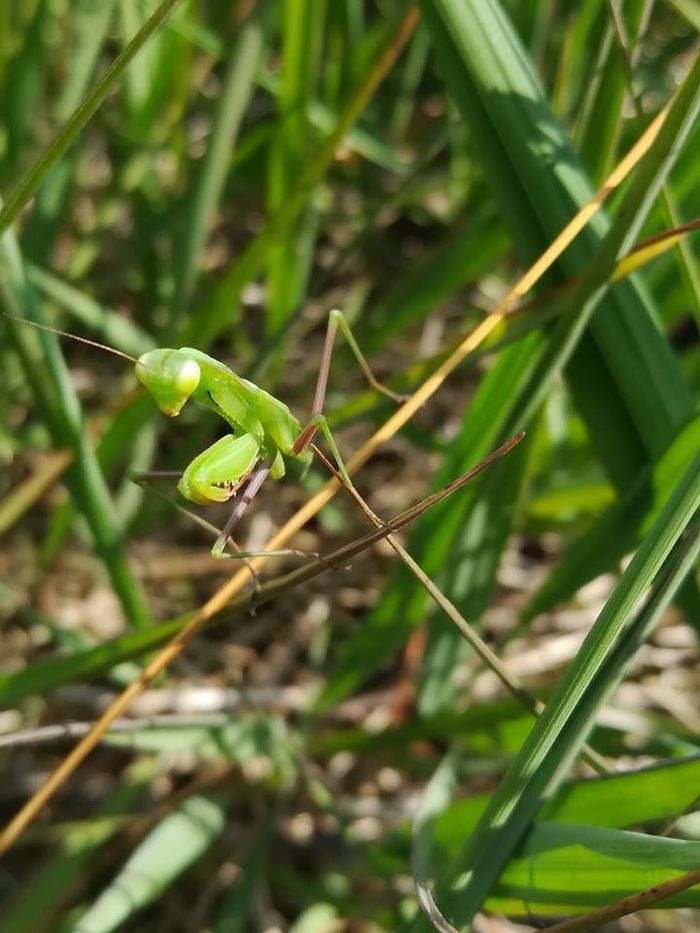 DERNIERES PLACES | Spectacle conté « Insectes et petites bêtes au détour des chemins !"