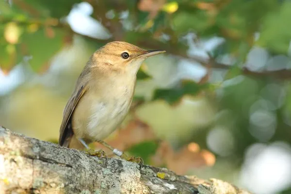 Conférence « Identifier, suivre et préserver : le rôle du baguage dans l’étude des oiseaux »