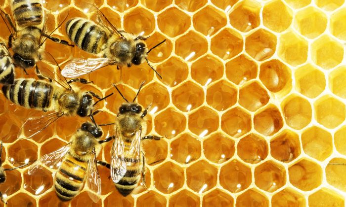 Journée technique apiculture, pollinisateurs et pratiques agricoles : panorama des enjeux et solutions (53)