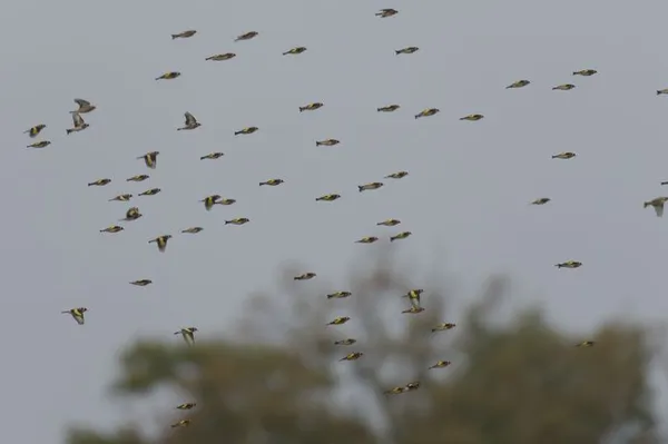 Observation de la migration