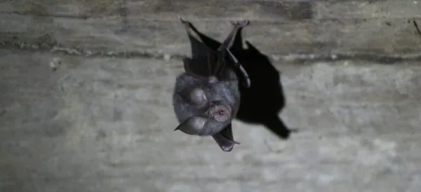 Soirée chauve-souris à Champdieu