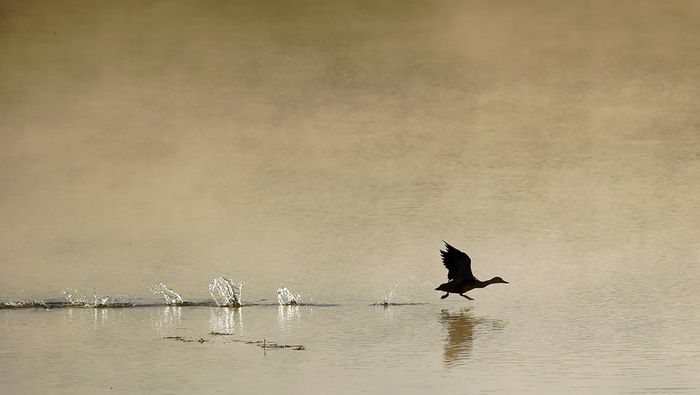 Les oiseaux hivernants