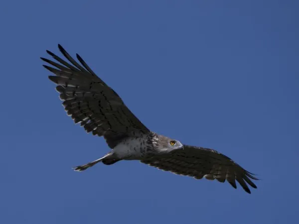 Eurobirdwatch 2026 : point d'observation d'oiseaux le samedi 3 octobre
