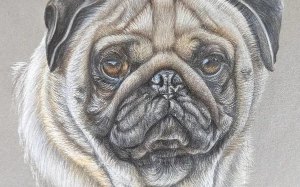 STAGE DESSIN ANIMALIER
