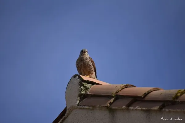 Observons les animaux en automne