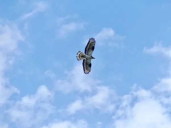 Oiseaux migrateurs d'exception de passage à Serre-Ponçon