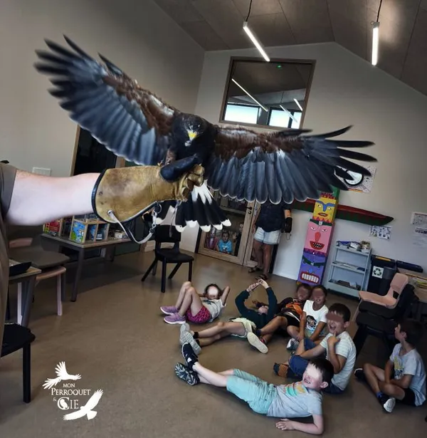 À la rencontre des rapaces
