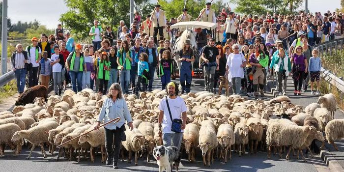 Transhumance urbaine