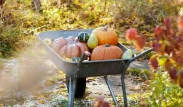 Session jardinage d'automne