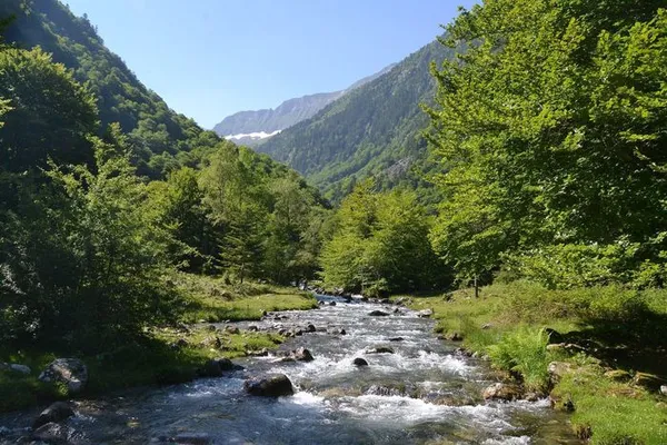 Bain de forêt guidé