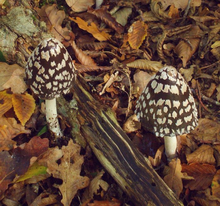 Champignons forestiers et couleurs d'automne