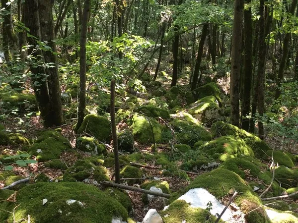 Balade ressourçante "L'énergie douce de la nature"