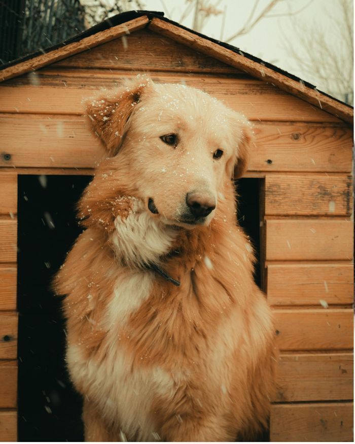🐾🆘 APPEL À LA SOLIDARITÉ – ASSOCIATION BOULES DE POIL À LOUVIERS 🆘🐾