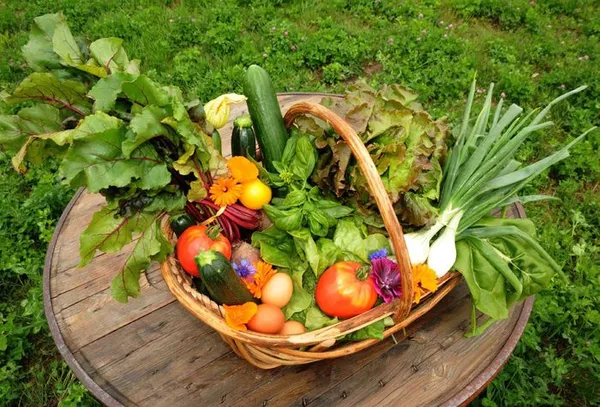 Cycle d’ateliers jardin potager : 6 samedis matins de décembre 2026 à juin 2027