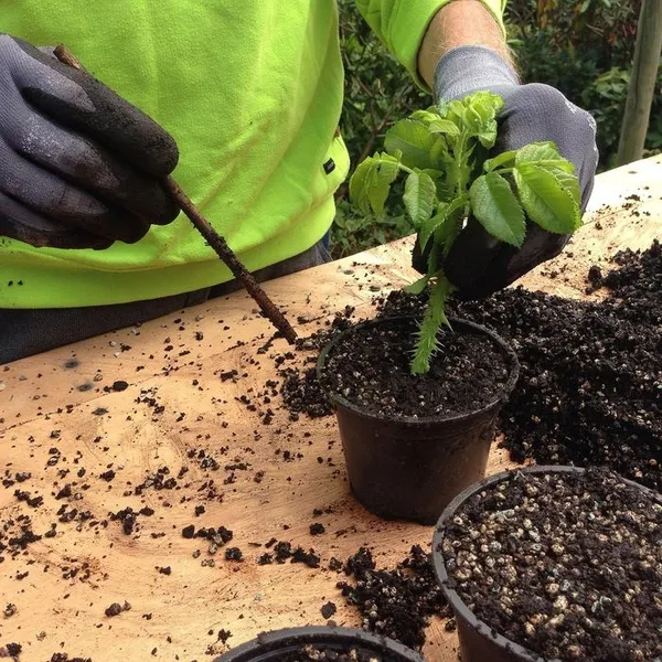 BOULOGNE-BILLANCOURT : 🌱 Bouturage de plantes🪴