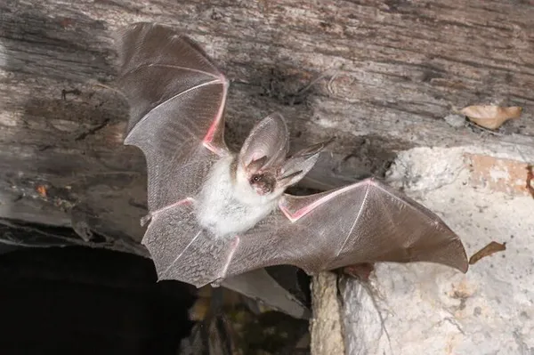 Nuit de la chauve-souris