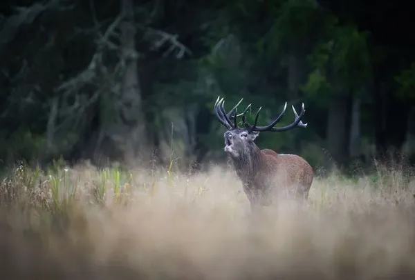 Sortie brame du cerf à l'affût