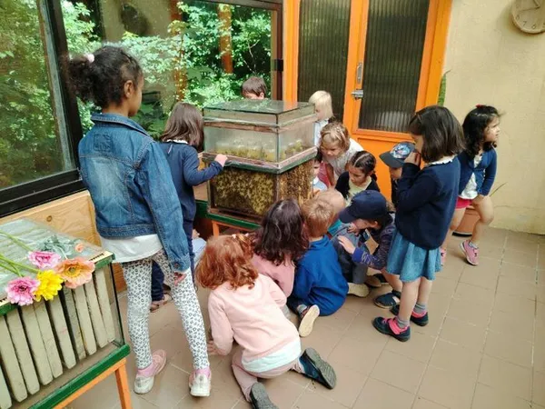 Visite de la ruche vitrée