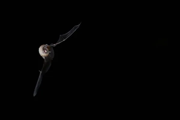 A la découverte des chauves-souris