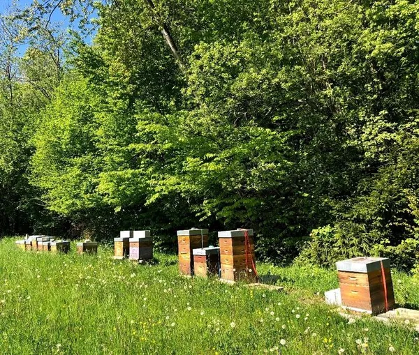 Découvrez les saveurs des ruches dorées