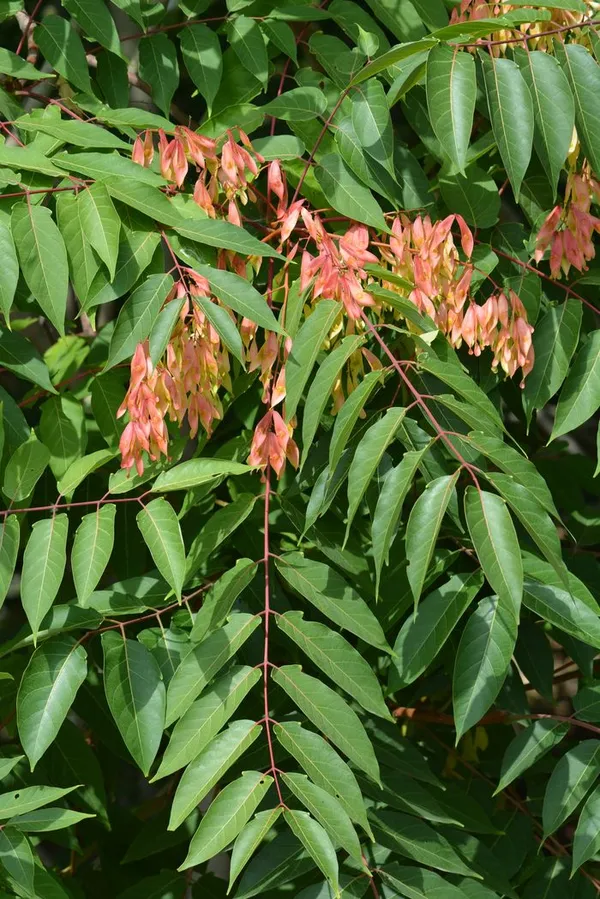 Sortie botanique : Plantes voyageuses, belles mais parfois envahissantes.