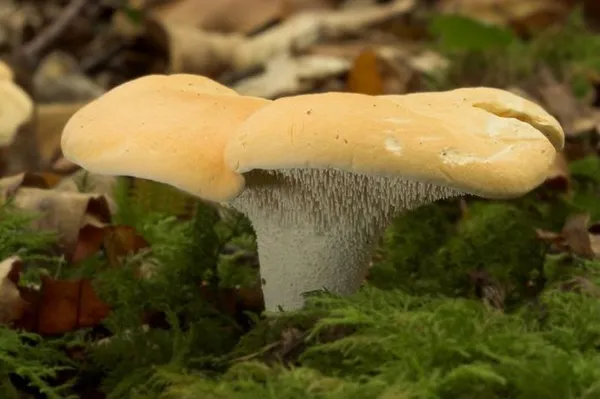 Balade nature dans le joli monde des champignons
