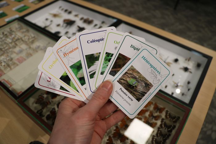 Le jeu de 7 familles des insectes
