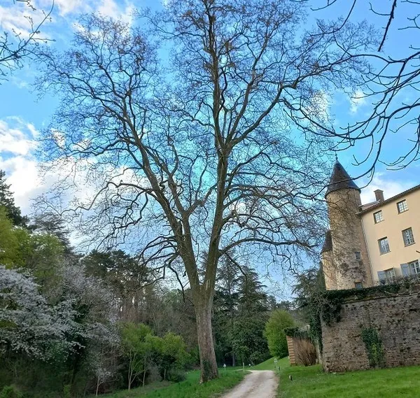Découverte des arbres du parc du château de Curis