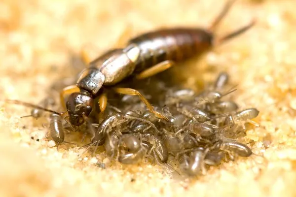 Les secrets de la vie de famille des insectes