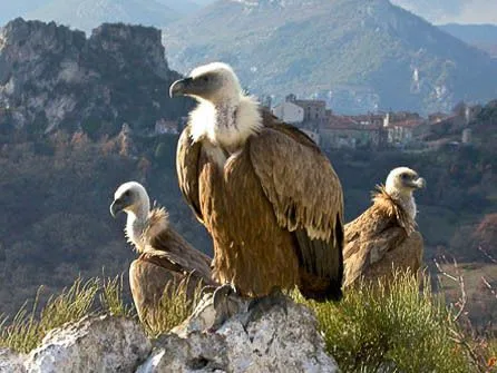 A la découverte des vautours du Parc Naturel Régional du Verdon