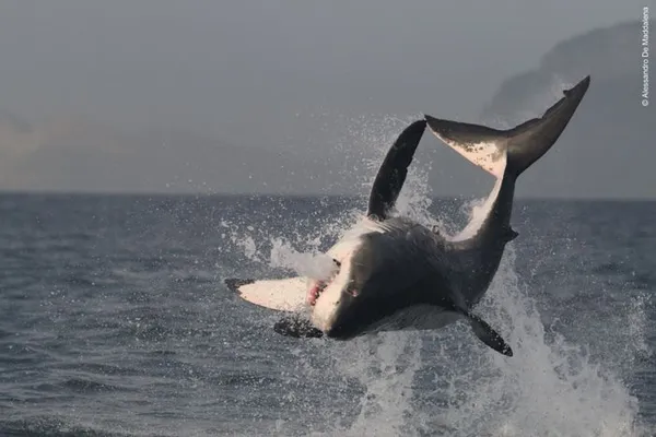 Plongée avec le grand requin blanc