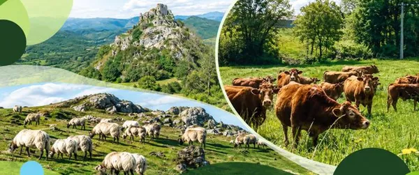 Restitution de l'étude : Identification et caractérisation des leviers de maintien des systèmes herbagers du Bassin Adour Garonne