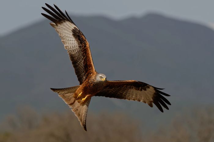 Les rapaces de Castelnau