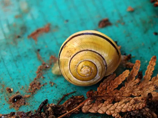 Escargots et Cie : à la rencontre des petites bêtes du jardin