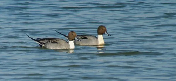 Sortie découverte des oiseaux migrateurs à Belval-en-Argonne (Marne)