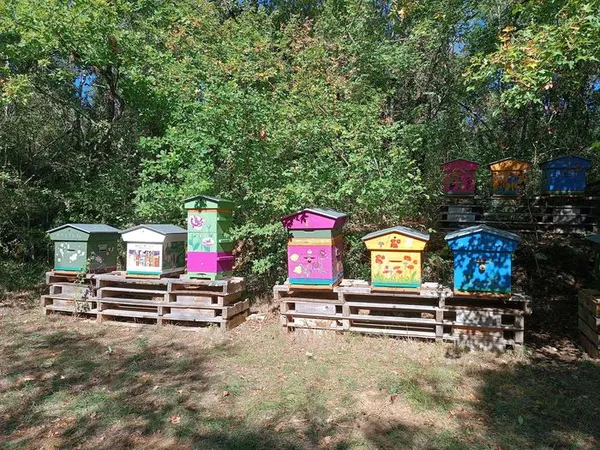 Visite d'un rucher coloré
