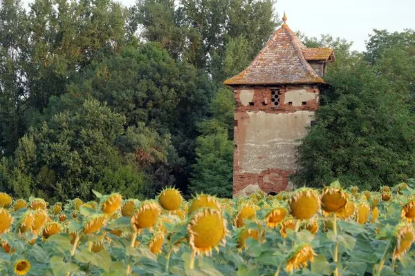 Exposition : enquête et recensement des pigeonniers du Tarn et Garonne