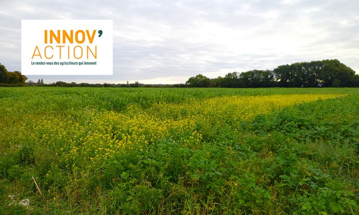 Avoir un sol couvert toute l’année, même en été ! (49)