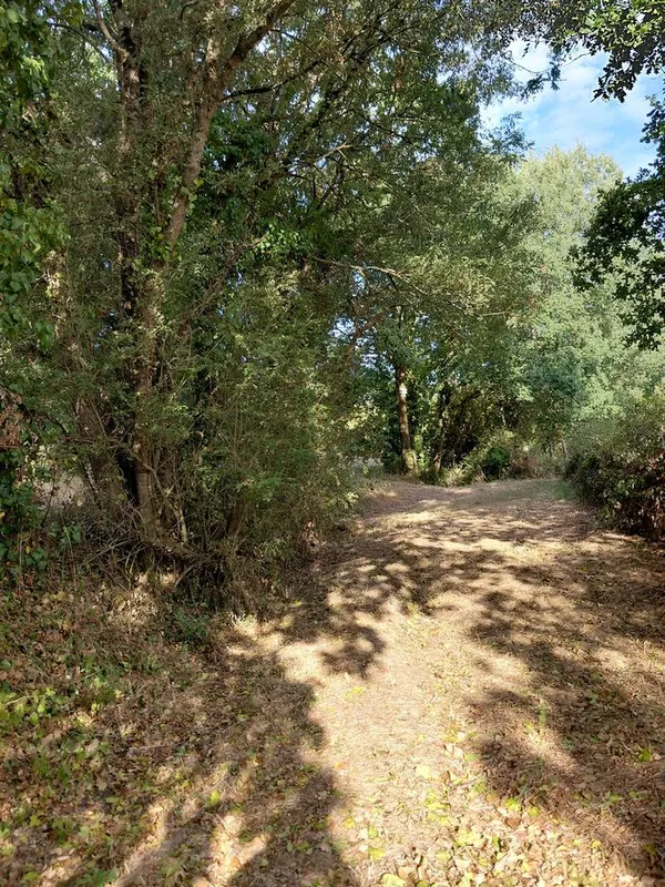 À la découverte des arbres de Saint-André-des-Eaux