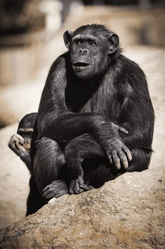 Jane Goodall au secours des chimpanzés du Congo
