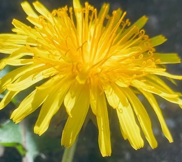 Les herbes folles mi-urbaines mi-rurales - SAINT REMY LES CHEVREUSE