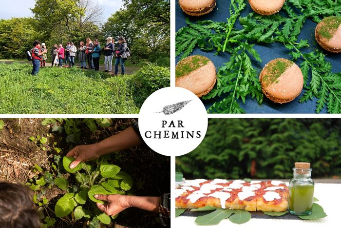 Cuisinez vos bouchées apéritives et cocktail à base de plantes sauvages
