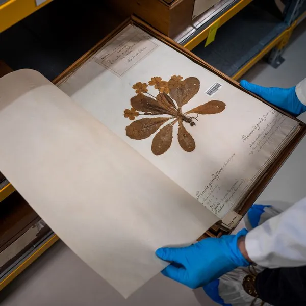 Plantes d'ici mémoires d'ailleurs, un herbier du monde